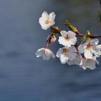 2015年清明节放假通知
